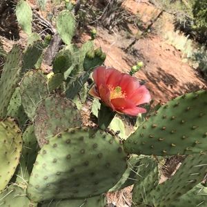 Meet your Posher, Shelley